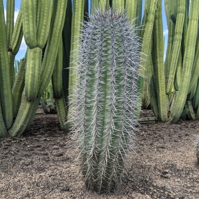 Pachycereus pringlei