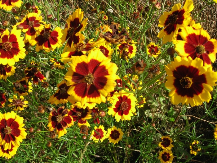 Космея кореопсис