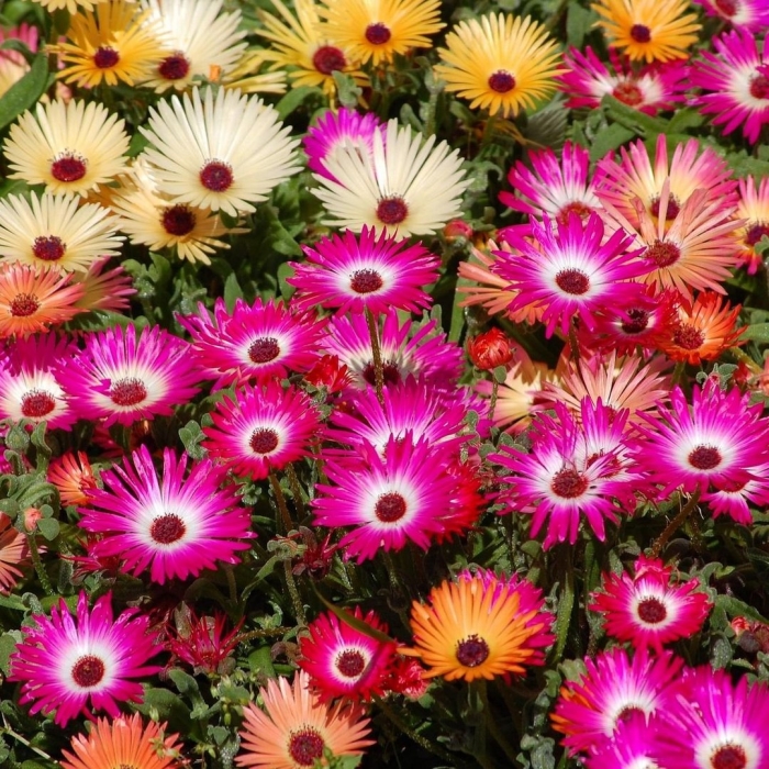 Цветы мезембриантемум арлекин