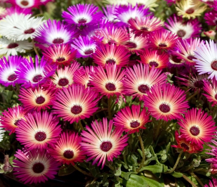 Доротеантус маргаритковидный