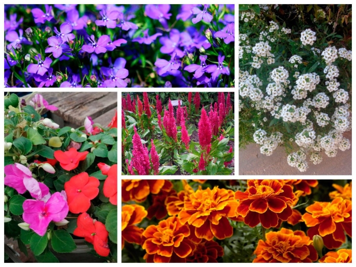 Цветы для клумб