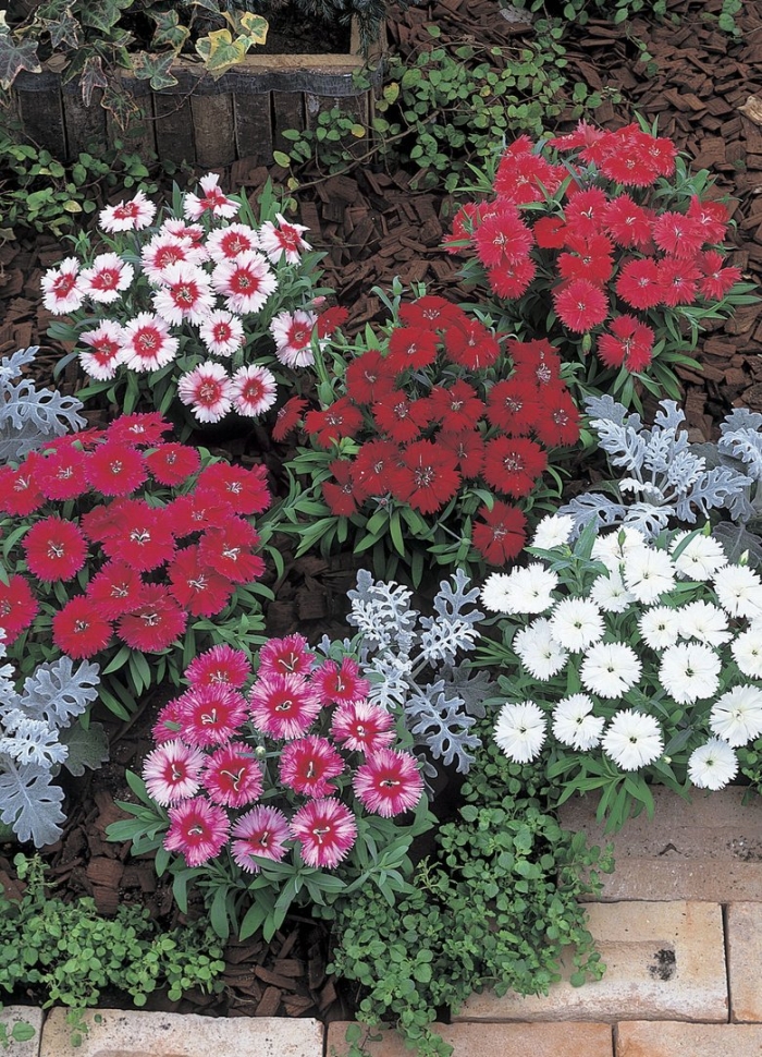 Однолетники двулетники многолетники