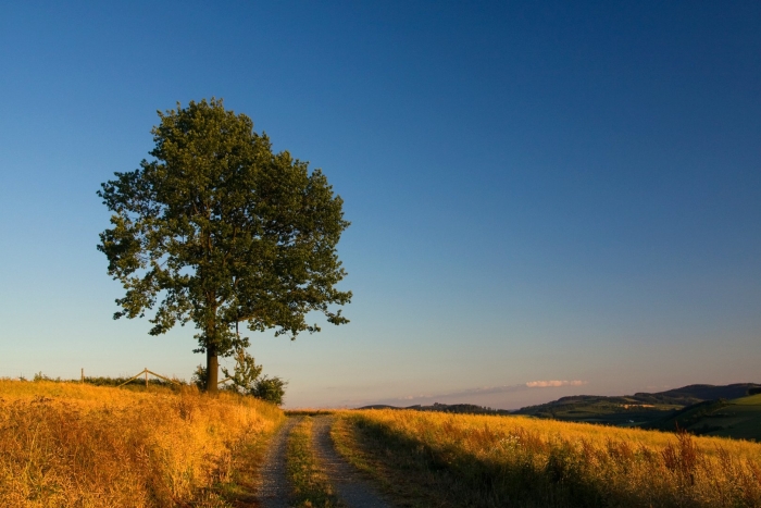Одиночное дерево в поле