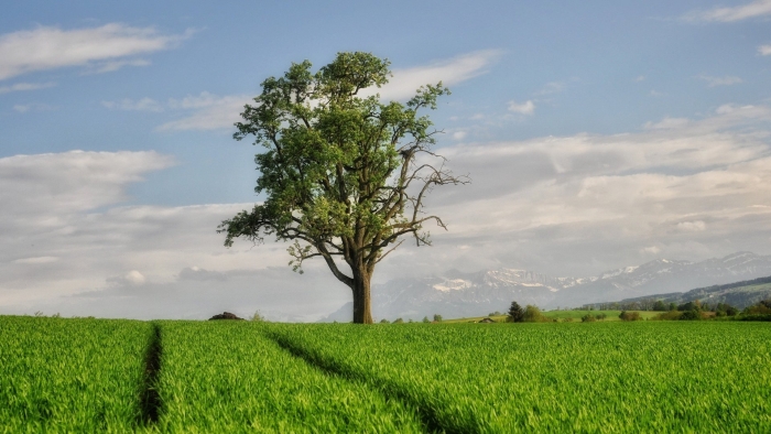 Зеленое поле с деревьями