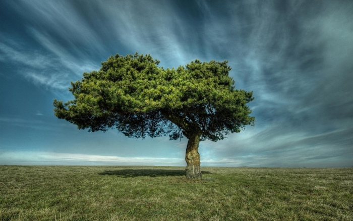 Картас южный дерево