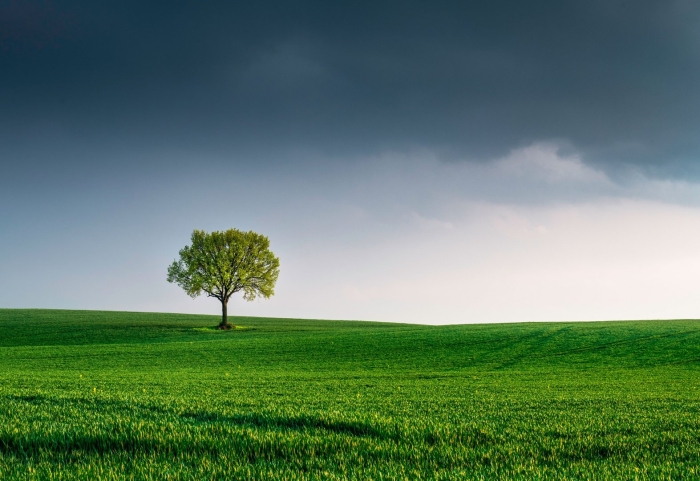 Одинокое дерево в поле