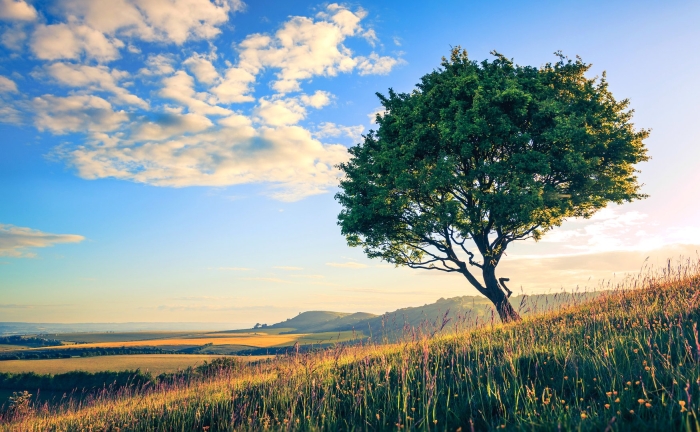 Дерево на фоне неба