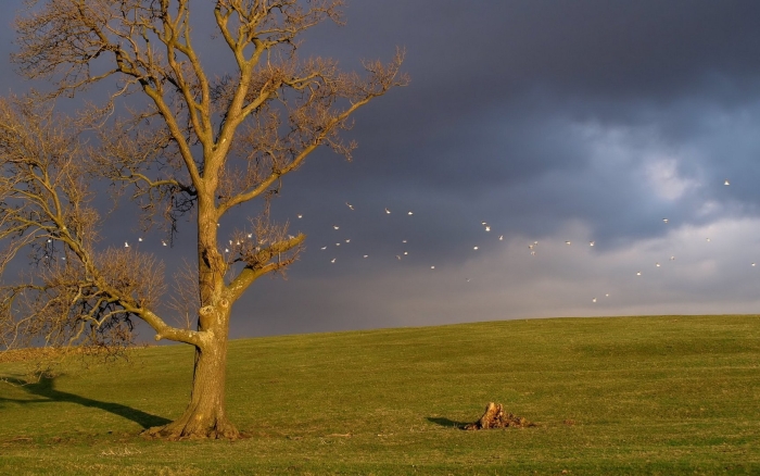 Одинокое дерево в поле