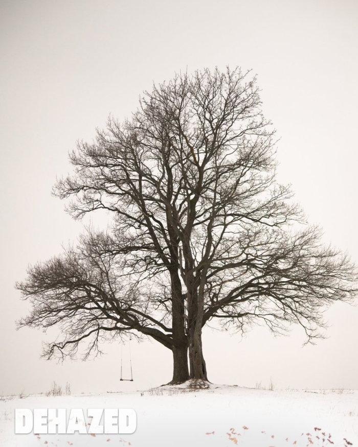 Дерево зима