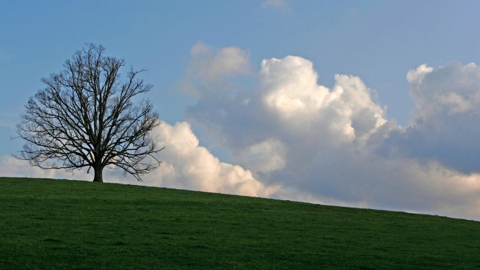 Дерево в облаках