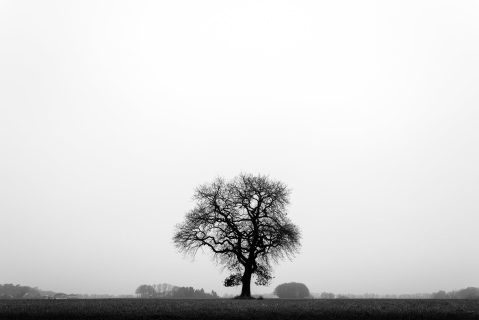 Черно белое дерево