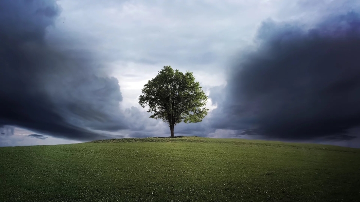 Одинокое дерево посреди поля
