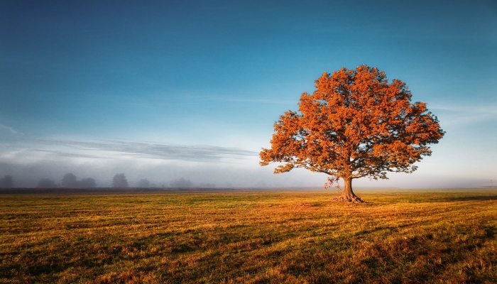 Дерево осеннее