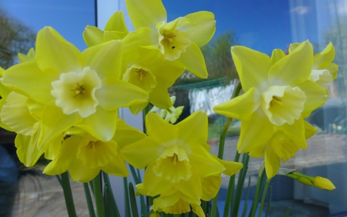 Нарцисс лас вегас