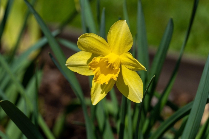 Нарцисс растение