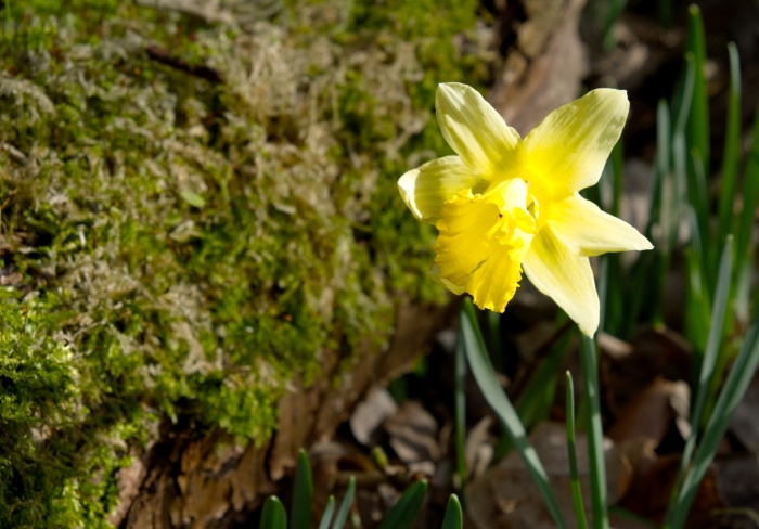 Narcissus pseudonarcissus