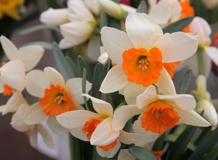 Нарцисс спринг сан