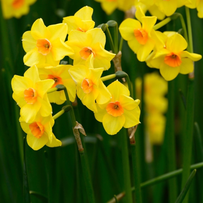 Нарцисс мартинетта