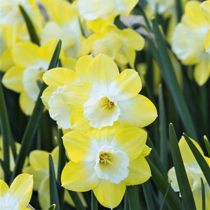 Нарцисс авалон