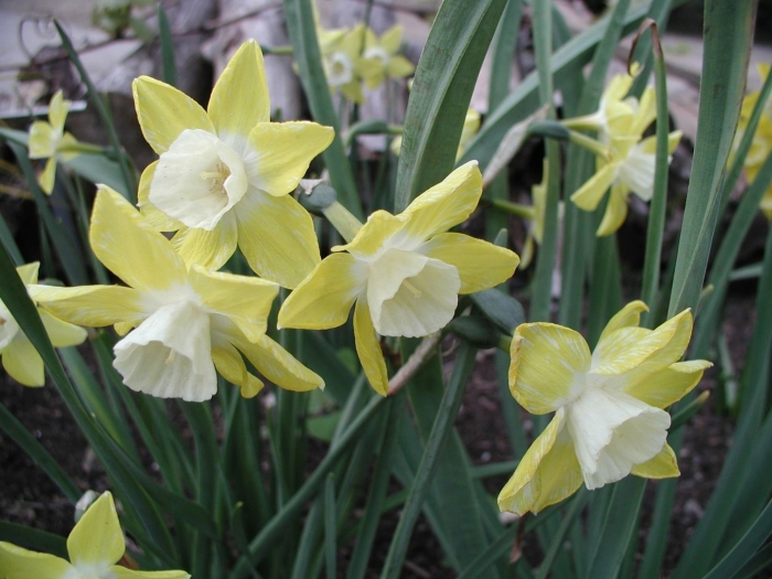 Нарцисс jonquilla pipit