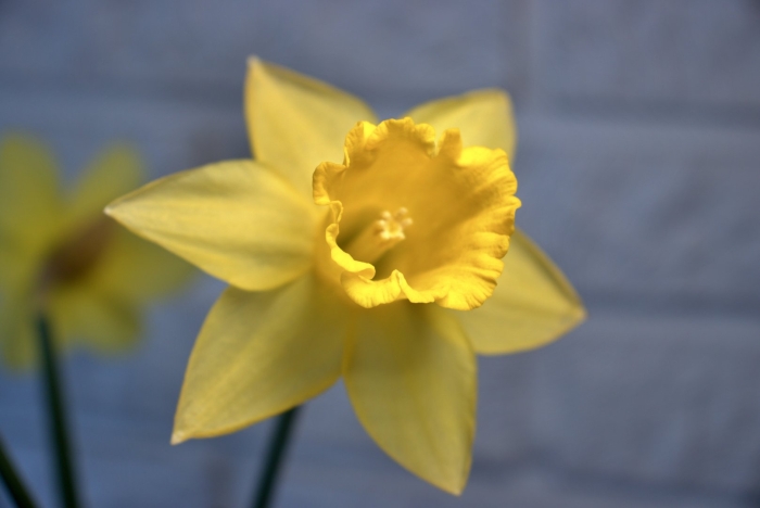 Нарцисс йеллоу парадиз