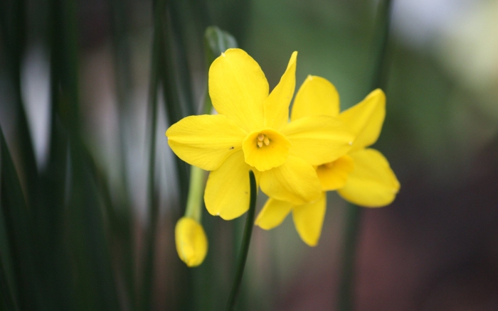 Нарцисс хиллстар