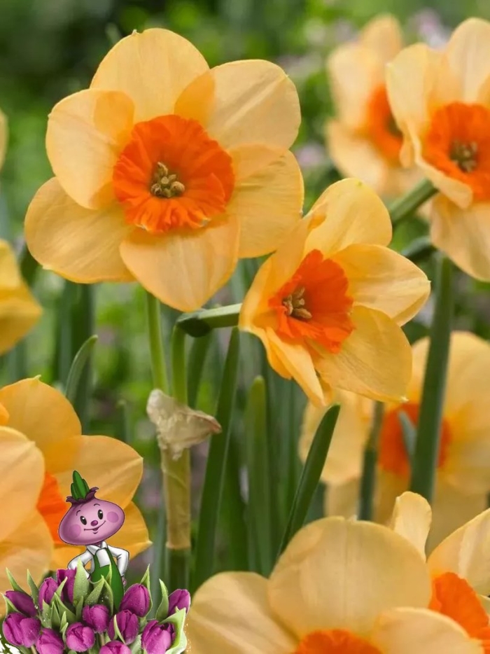 Нарцисс kedron