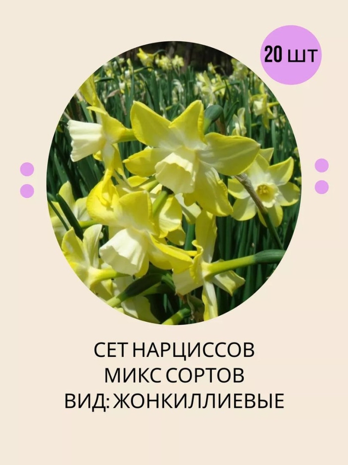 Луковица нарцисса