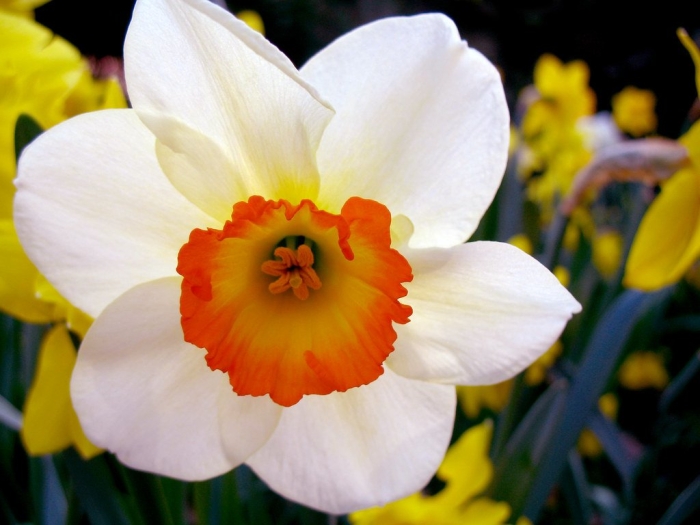 Нарцисс флауэр рекорд