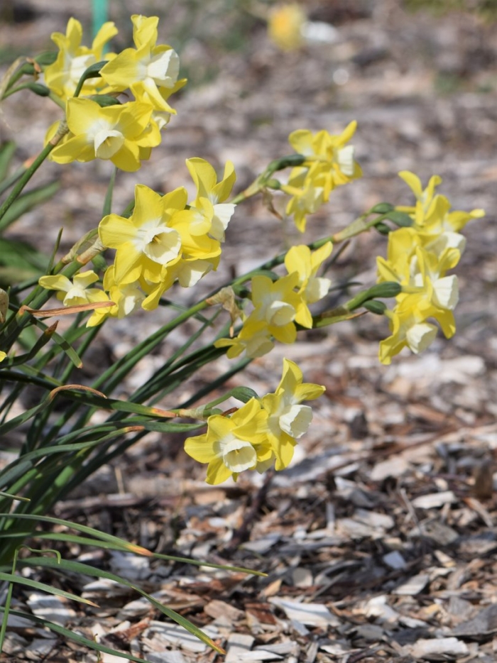 Нарцисс редженерейшн