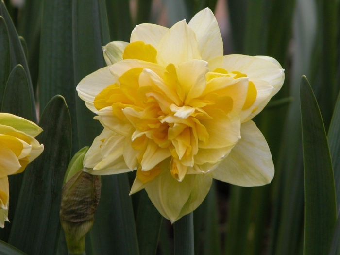 Нарцисс albus plenus odoratus