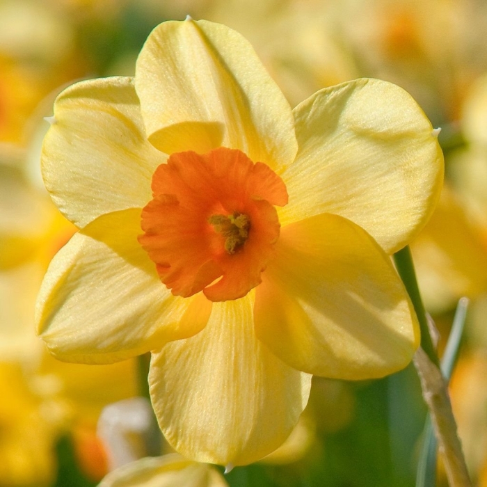 Нарцисс голден редженси