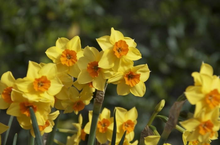 Нарцисс martinette