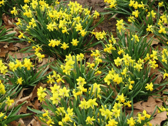 Tete-a-tete нарцисс