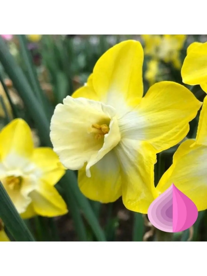 Нарцисс крупнокорончатый авалон