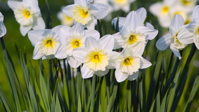 Нарцисс ice follies