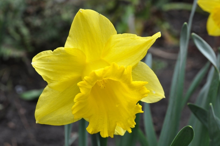 Нарцисс cairngorm