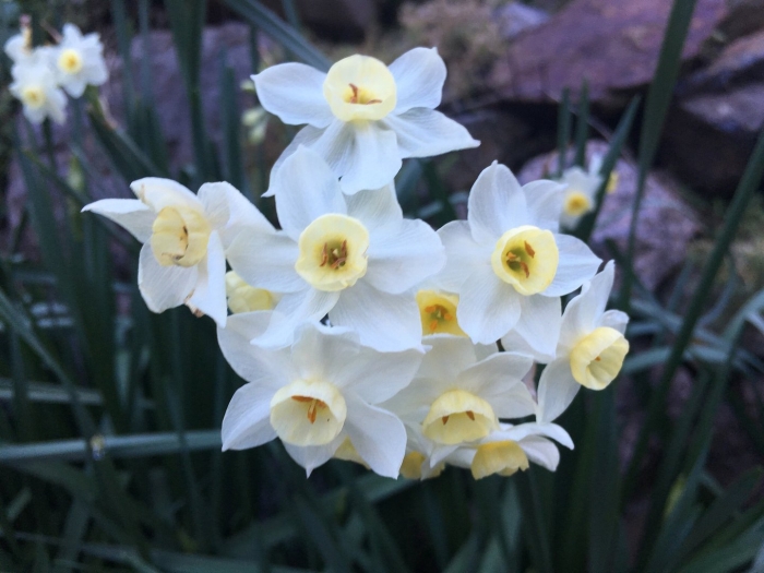 Нарцисса тацетта