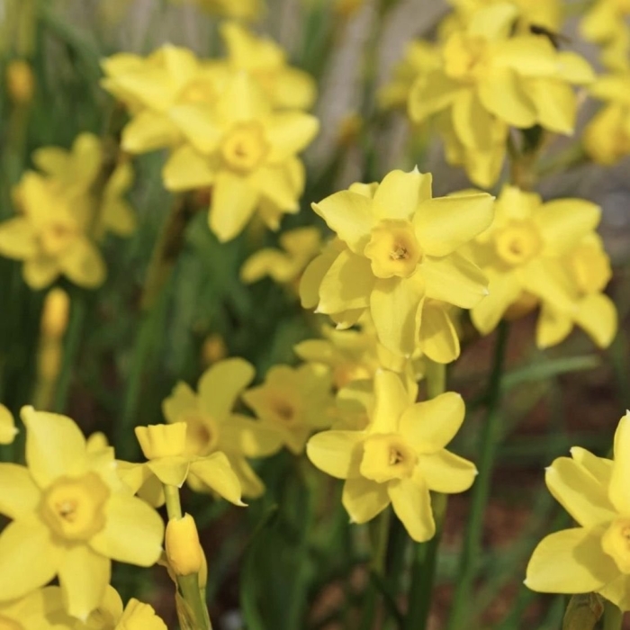 Нарцисс саброса