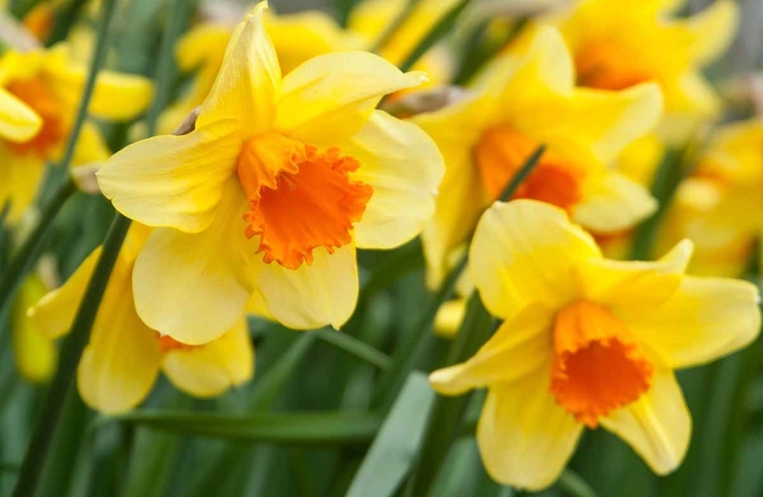 Нарцисс желтый