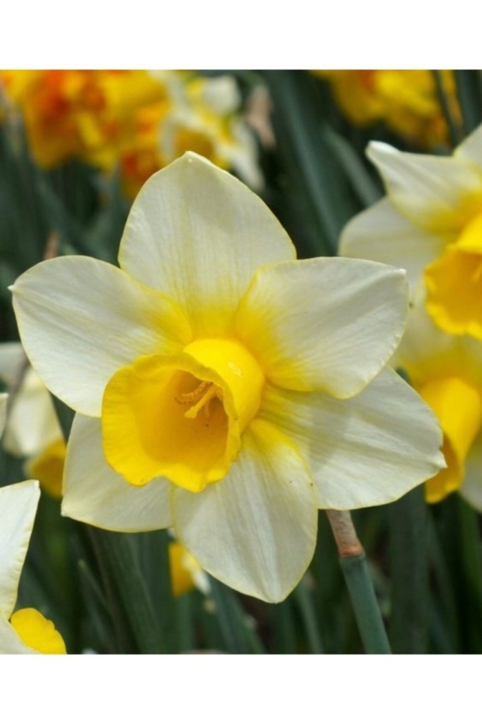 Нарцисс голден ико