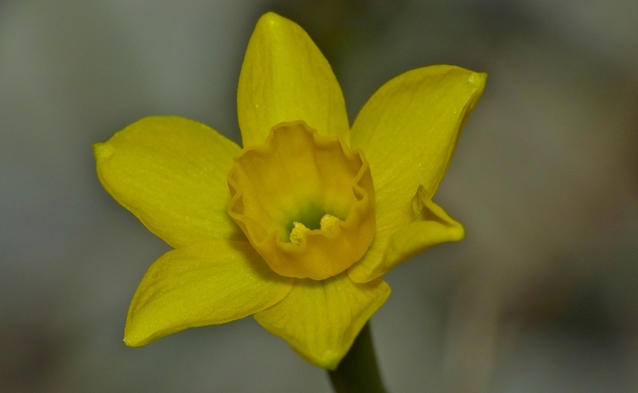 Narcissus assoanus