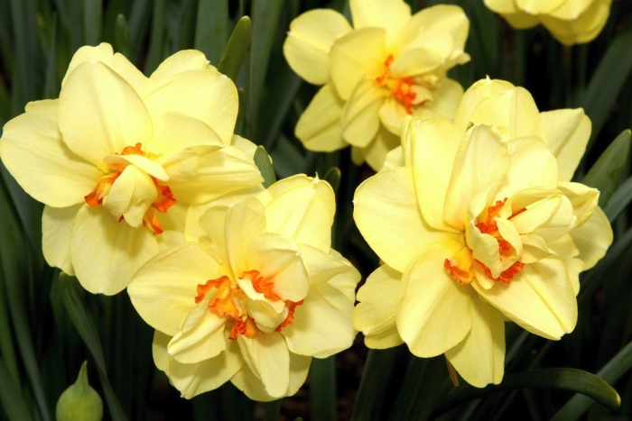 Нарцисс аскот