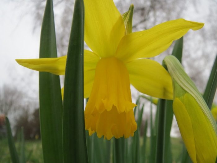 Нарцисс вествард