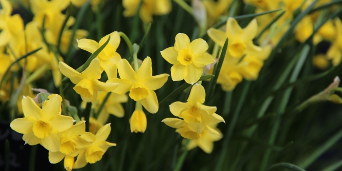 Нарцисс ботанический тет-а-тет