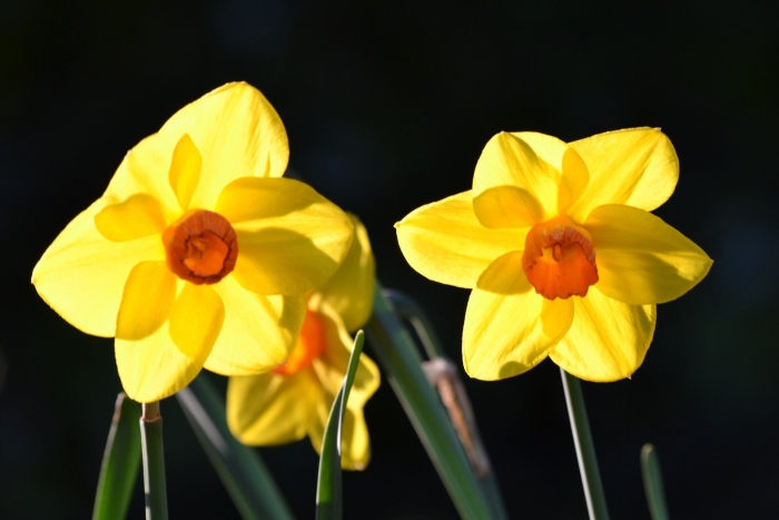 Нарцисс крупнокорончатый берлин