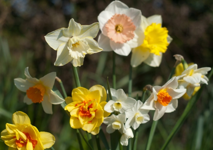 Нарцисс джентл джайнт