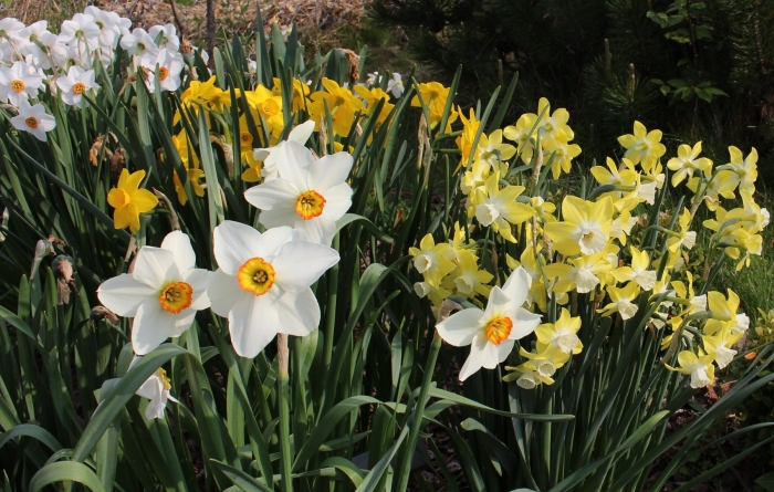 Цветок нарцисс