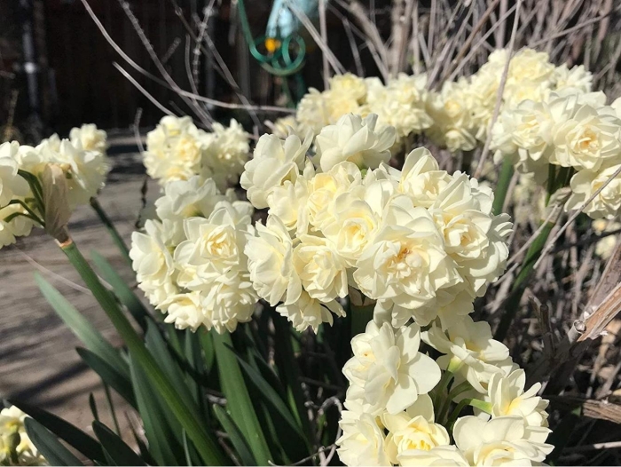 Нарцисс ерлишер