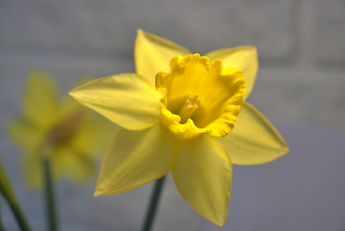 Уэльс – нарцисс (daffodil)